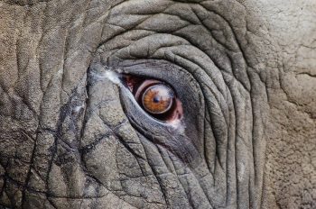 A close up of an elephant's eye.